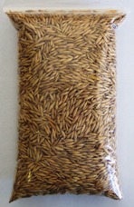 catgrass_oats.jpg